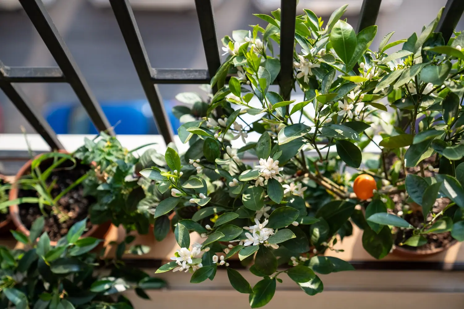 Jak przygotować balkon do sezonu wiosennego?